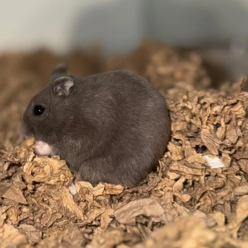 Muffin Dværghamster (Phodophus sungorus)