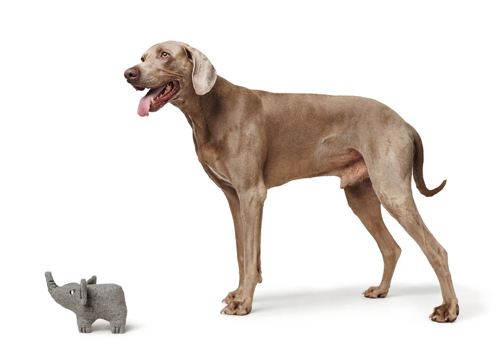 Hunter Eiby Elefant M - bamse til mellemstore hunde