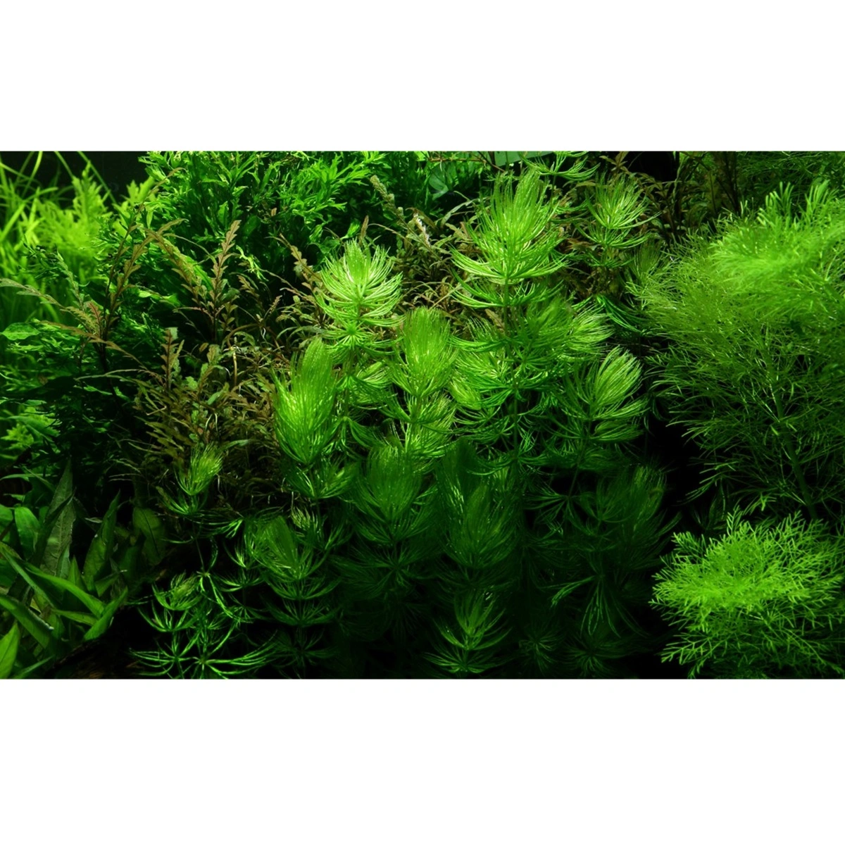 Tropica Akvarieplante i portion Ceratophyllum demersum Foxtail
