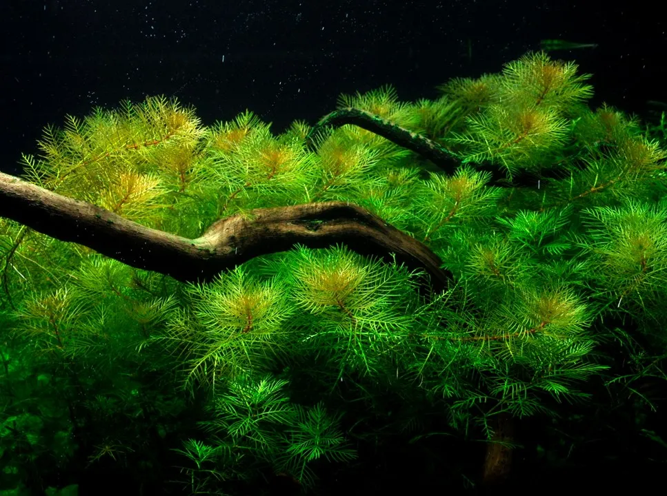 Tropica Akvarieplante i potte Myriophyllum mattogrossense