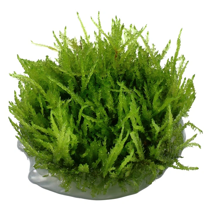 Tropica Vesicularia ferriei Weeping 1-2-GROW