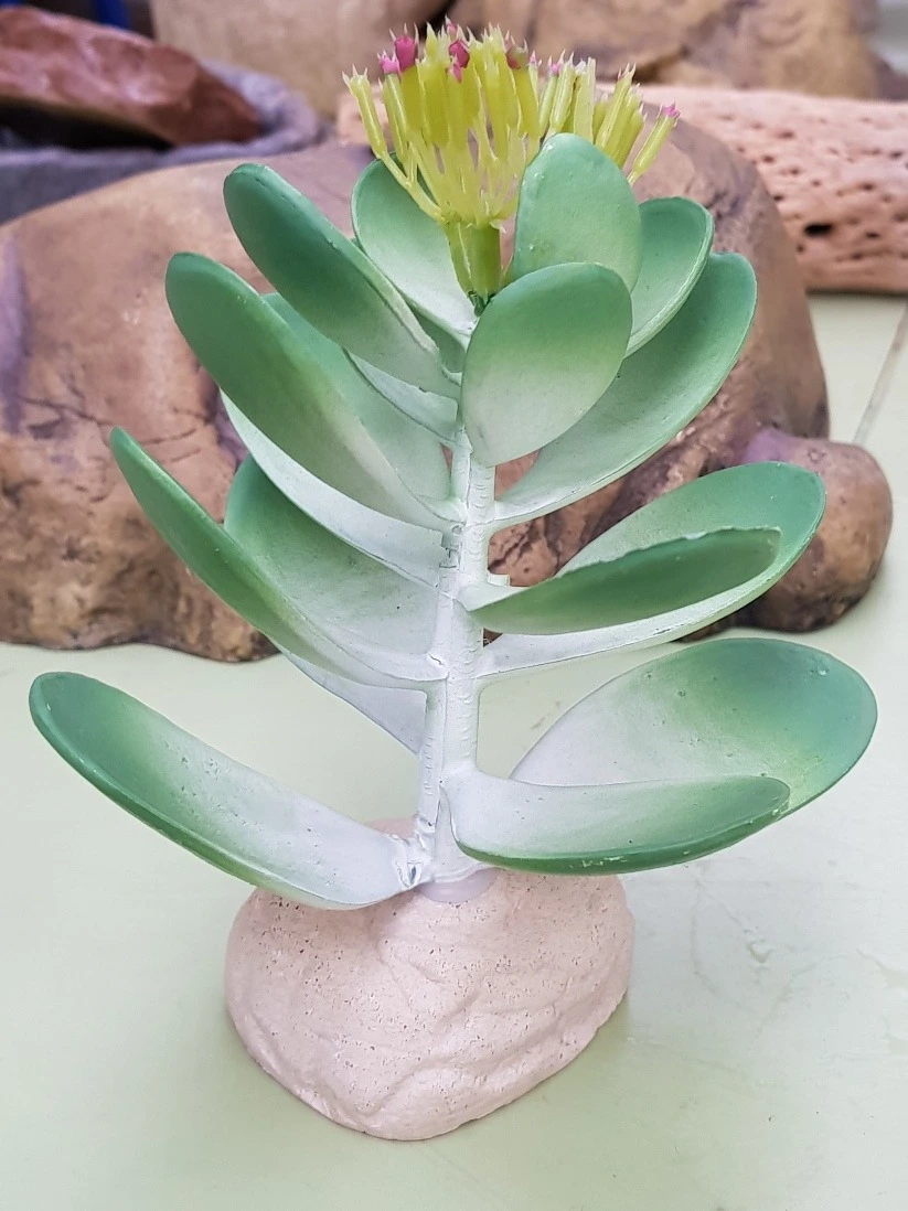 Exo Terra Jade kaktus