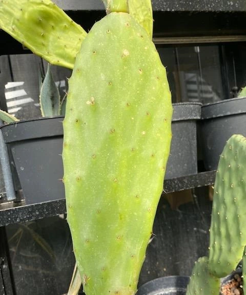 Figenkaktus til landskildpadder (Opuntia ficus indica)