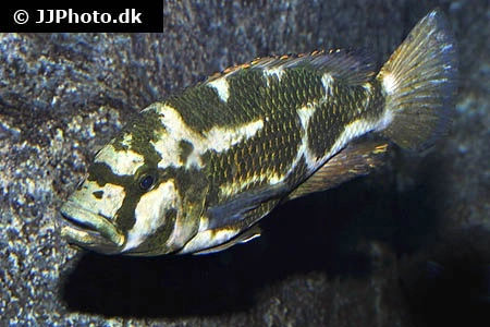 Kalingono Cichlide (Nimbochromis livingstonii)