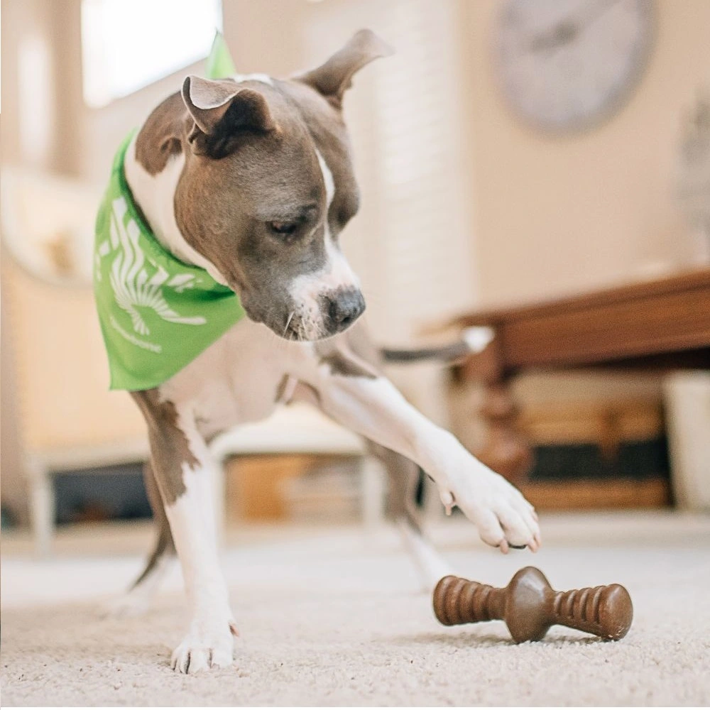 Benebone Zaggler Peanut M - tyggeben med peanut