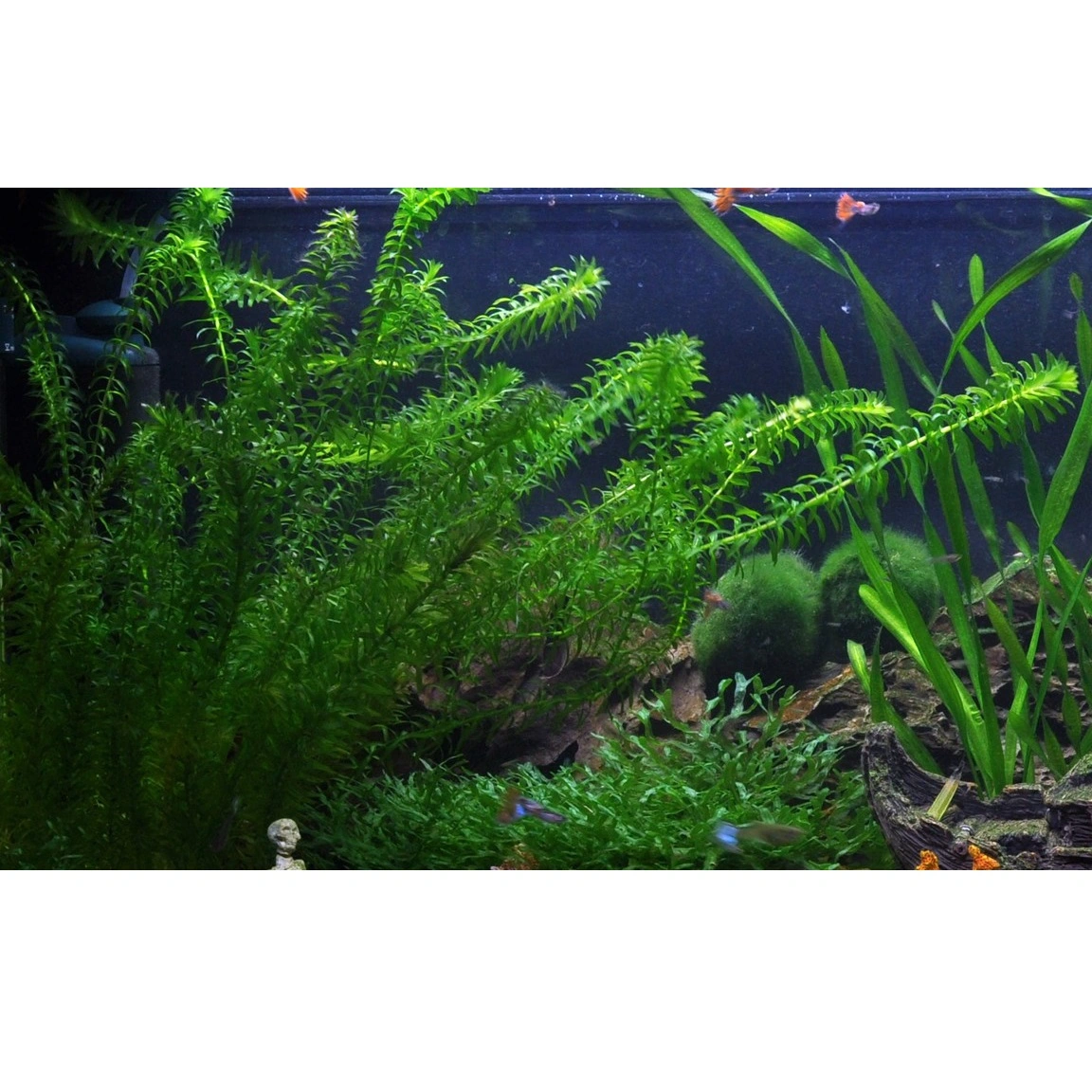 Tropica Egeria densa bundt plantestængler (Vandpest)