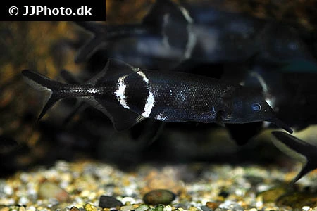 Elefantfisk (Gnathonemus petersii)