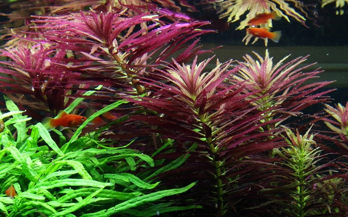 Tropica Akvarieplante i potte Limnophila hippuridoides