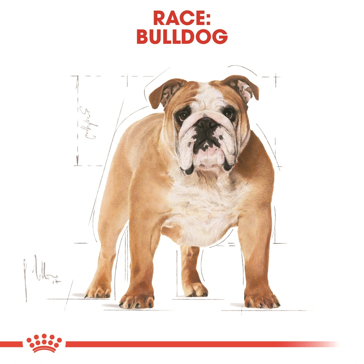 Royal Canin Bulldog Adult 12 kg - tørfoder til voksne hunde
