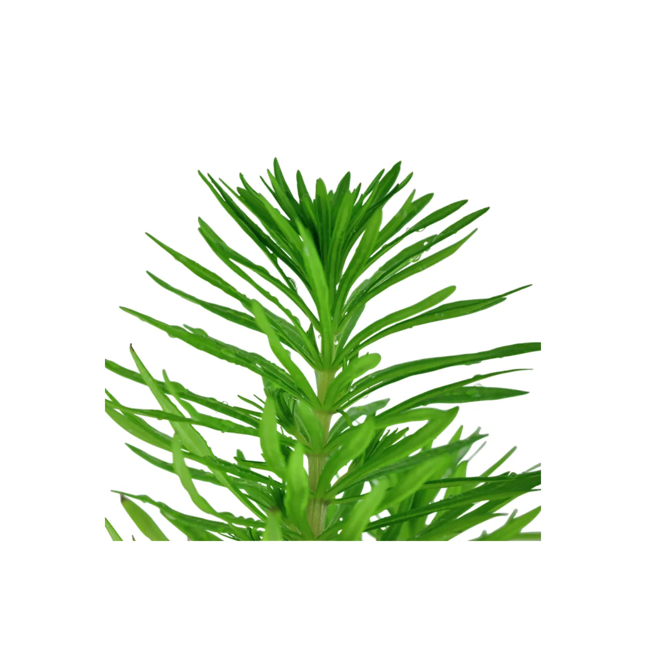 Tropica Akvarieplante i potte Pogostemon deccanensis