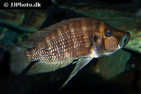 Altolamprologus compressiceps