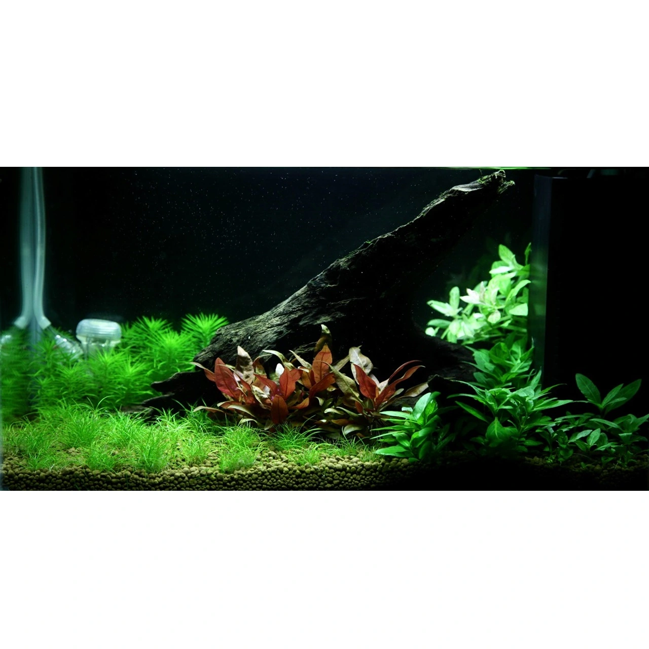 Tropica Staurogyne repens 1-2-GROW