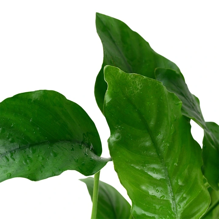Tropica Akvarieplante i potte Anubias barteri variant barteri