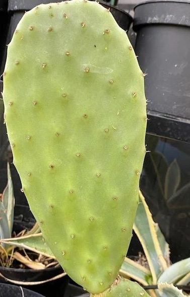Figenkaktus til landskildpadder (Opuntia ficus indica)