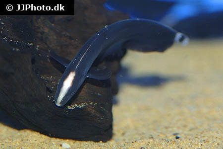 Black Ghost (Apteronotus albifrons)