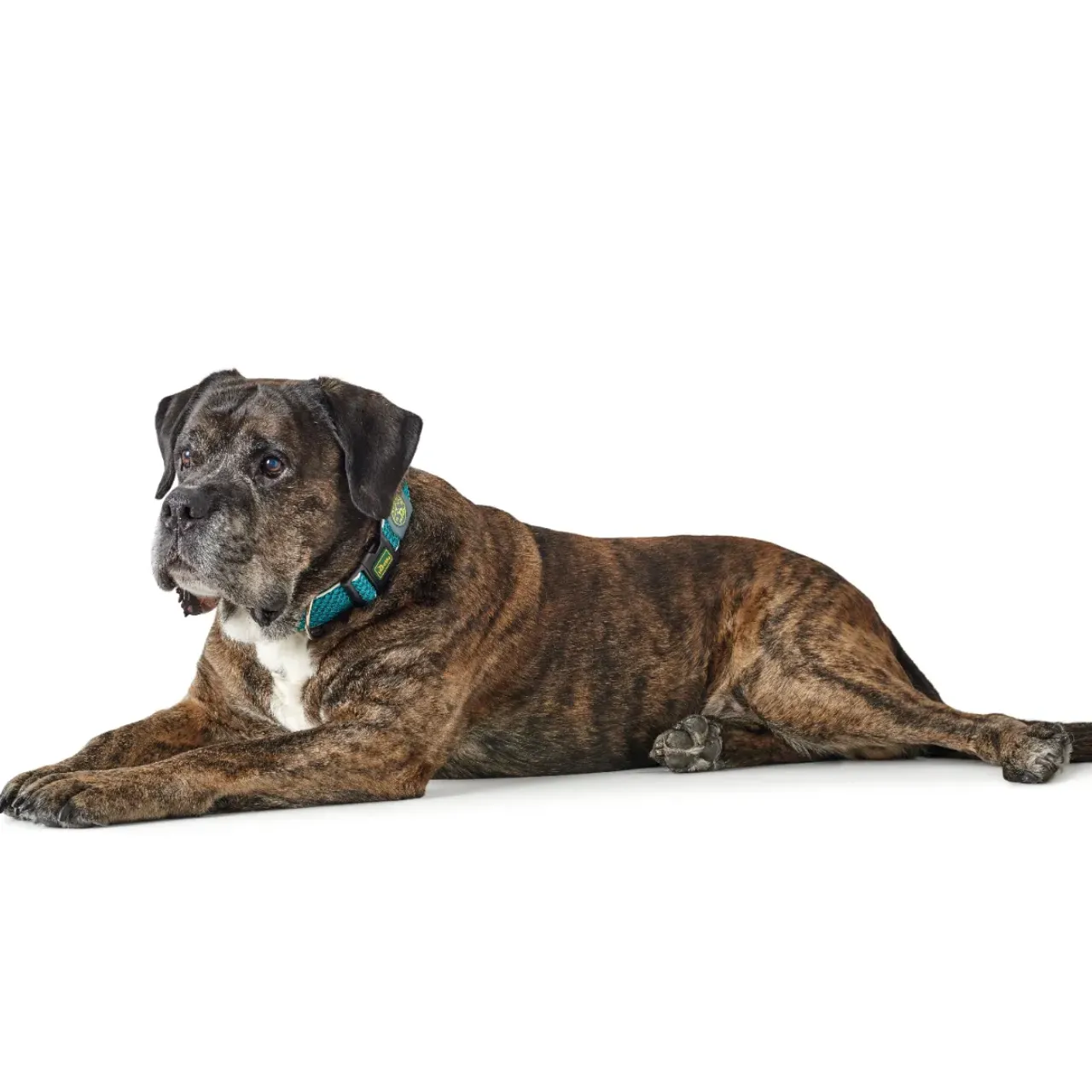 Hunter hunde halsbånd Hilo Turkis L-XL - justerbart hundehalsbånd (40-60 cm, B 3,2 cm)