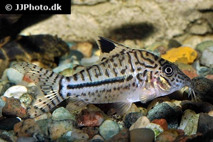 Pansermalle Corydoras Leopardus C-102