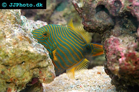 Bølgelinjet aftrækkerfisk (Balistapus undulatus)