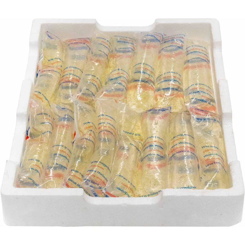 Levende hvide myggelarver 90 ml (levende foder) 5 stk
