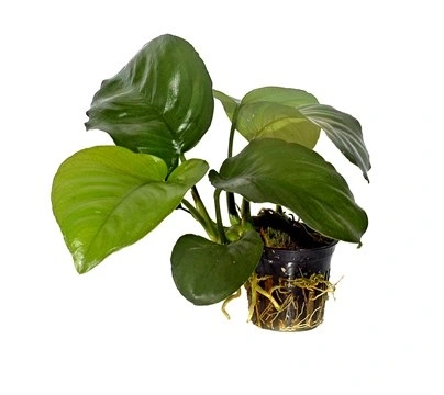 Tropica PCS Pot Anubias barteri caladiifolia x 3