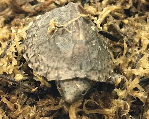Razorback moskusskildpadde (stenotherus carinatus)