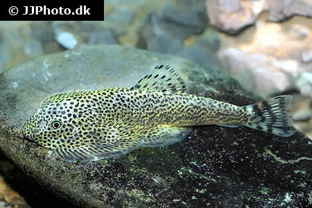 Spættet Finnesuger (beaufortia leveretti)