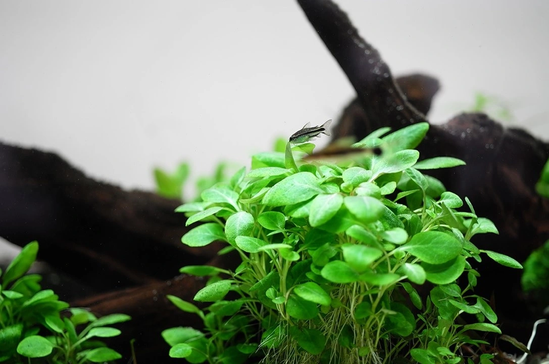 Tropica Lobelia cardinalis Mini 1-2-Grow