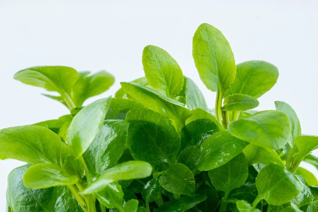 Tropica Lobelia cardinalis Mini 1-2-Grow