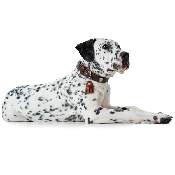 Hunter Cody 45 Mørkebrun Cognac hundehalsbånd - 33-39 cm