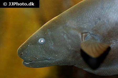 Black Ghost (Apteronotus albifrons)