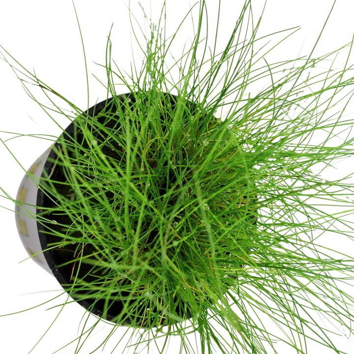 Tropica Akvarieplante ipotte Eleocharis parvula