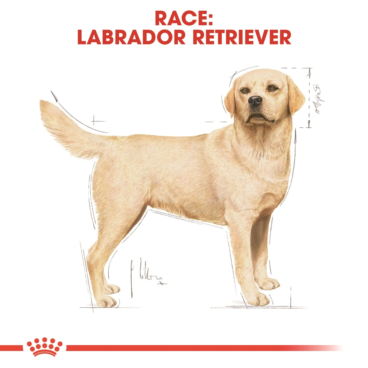 Royal Canin Labrador Retriever Adult 12 kg - tørfoder til voksne hunde