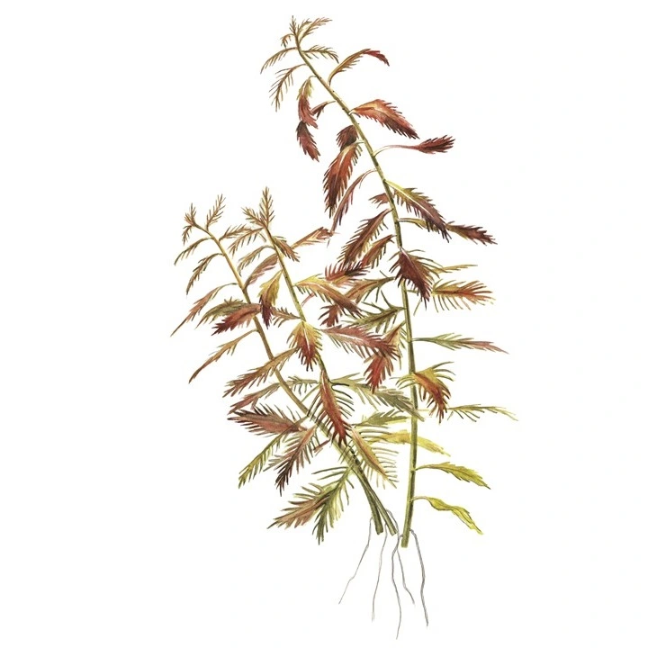 Tropica Proserpinaca palustris 1-2-GROW x 3