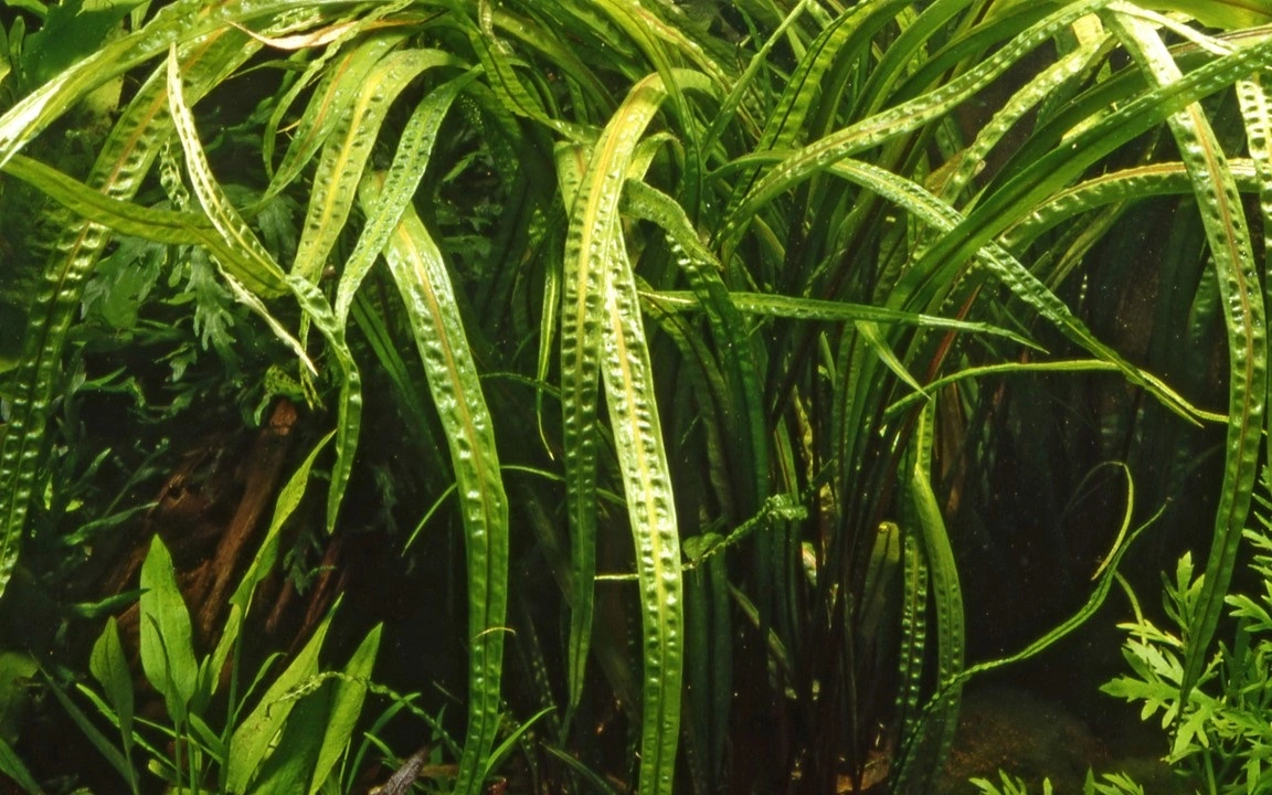 Tropica Akvarieplante i potte Cryptocoryne crispatula