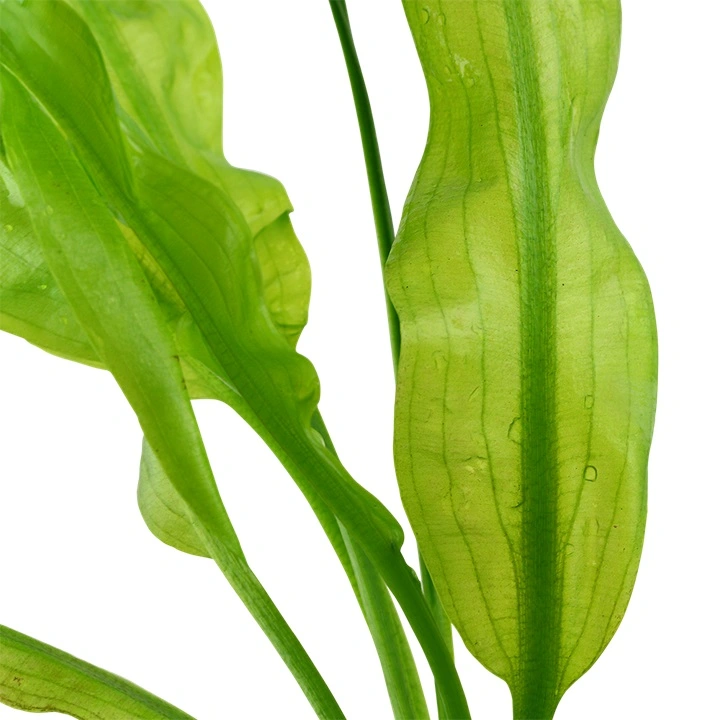 Tropica Akvarieplante Aponogeton ulvaceus i knold x 5