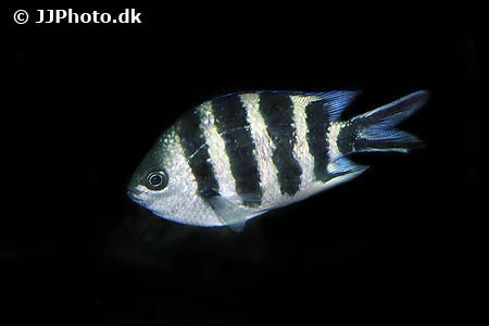 Abudefduf sexfasciatus Fembåndet sergentfisk