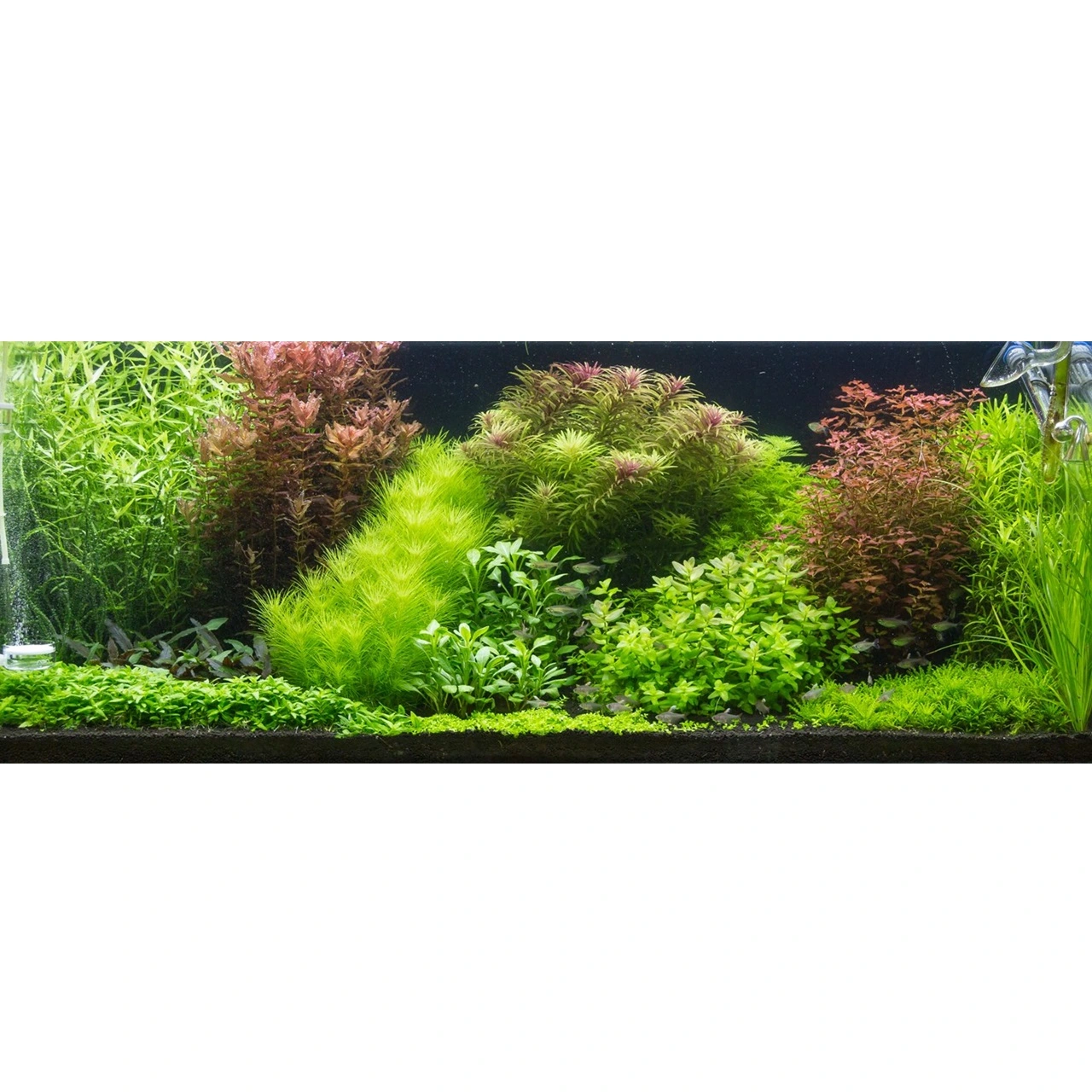 Tropica Proserpinaca palustris 1-2-GROW x 3