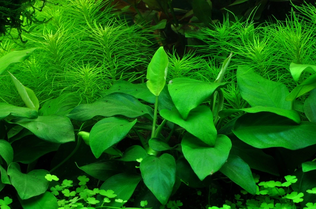 Anubias barteri var. nana Large potte