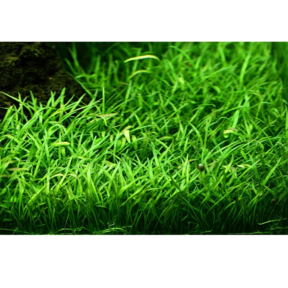 Tropica Akvarieplante i potte Lilaeopsis brasiliensis