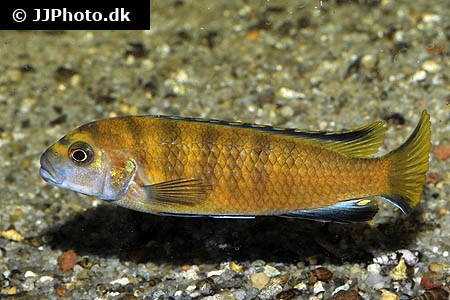 Chindongo Flavus (Tidl. Pseudotropheus Flavus)