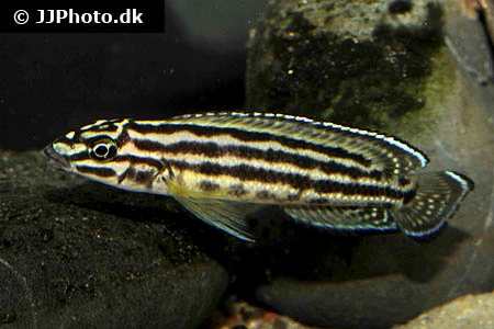 Julidochromis regani