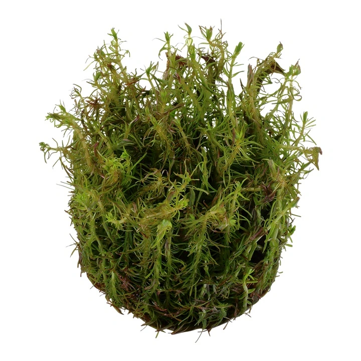 Tropica Rotala wallichii 1-2-GROW x 3