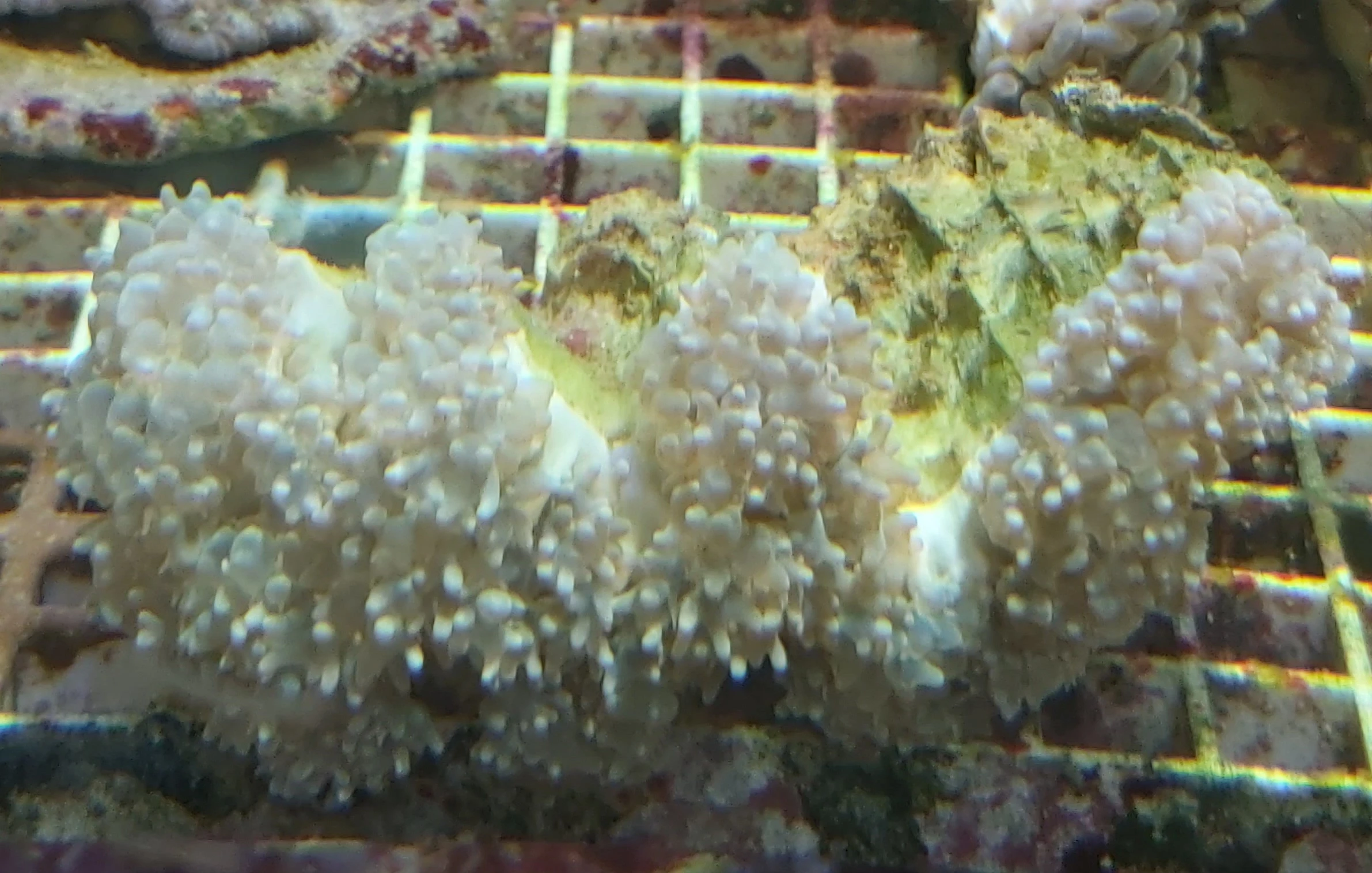 Physogora lichtensteini