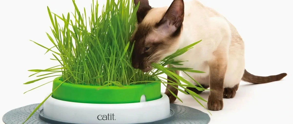 Catit Senses Kattegræs
