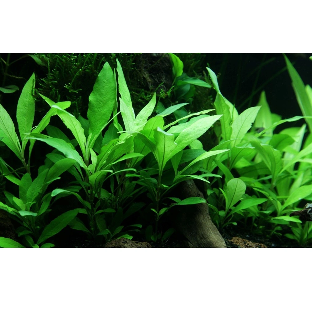 Tropica Akvarieplante i potte Hygrophila Siamensis 53B