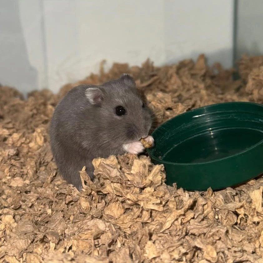 Muffin Dværghamster (Phodophus sungorus)