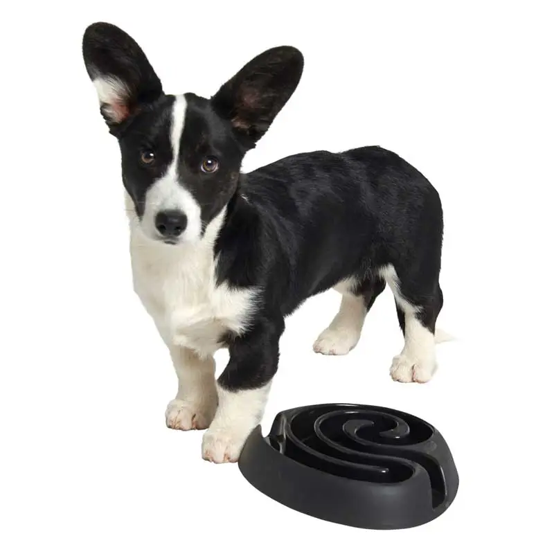 Buster dogmaze (sort)