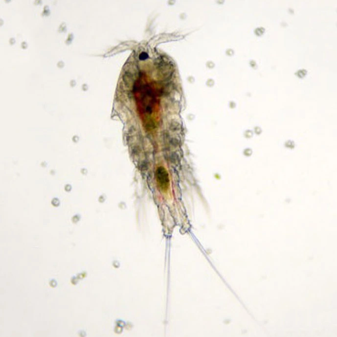 Levende Saltvands Copepods 90 ml