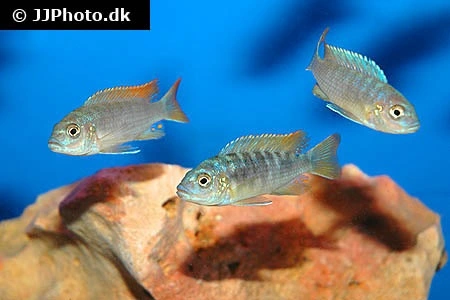 Metriaclima Greshakei