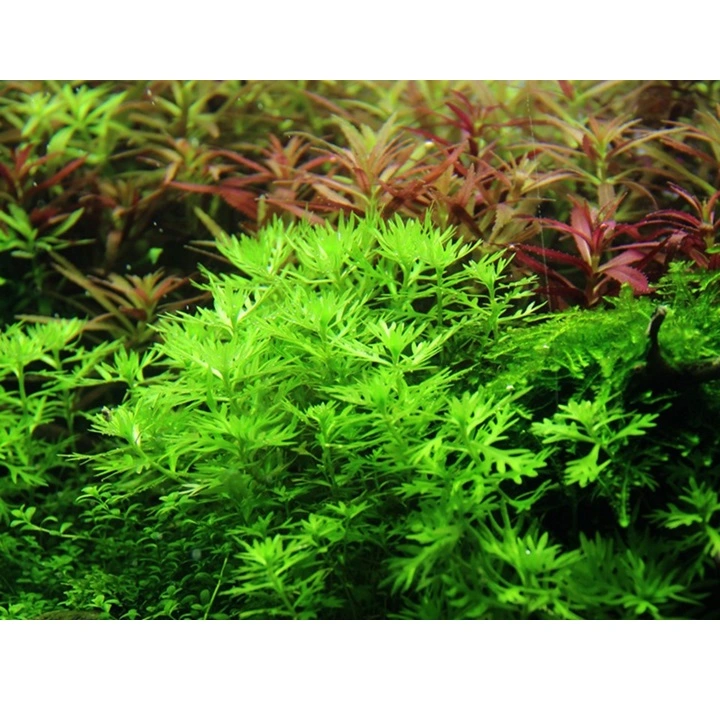 Tropica Akvarieplante i potte Hottonia palustris